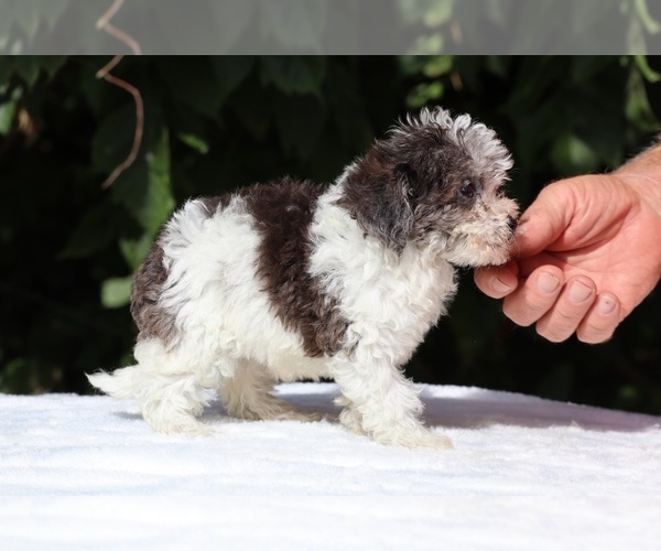 Medium Photo #11 Goldendoodle (Miniature) Puppy For Sale in DYERSBURG, TN, USA