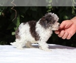 Small #10 Goldendoodle (Miniature)