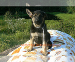 Small #3 German Shepherd Dog