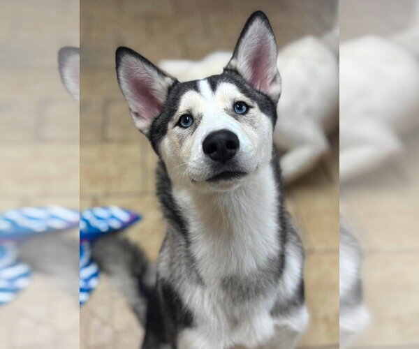 Medium Photo #1 Siberian Husky Puppy For Sale in Matawan, NJ, USA