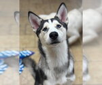 Small Siberian Husky