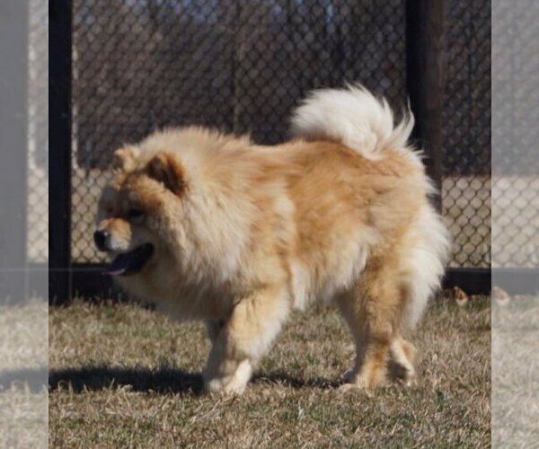 Full screen Photo #7 Chow Chow Puppy For Sale in NAPPANEE, IN, USA