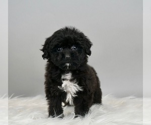 Cocker Spaniel Puppy for sale in WARSAW, IN, USA