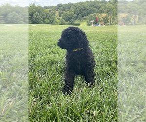 Labradoodle Puppy for sale in CHARITON, IA, USA