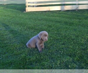 Labrador Retriever Puppy for sale in ASHLAND, OH, USA