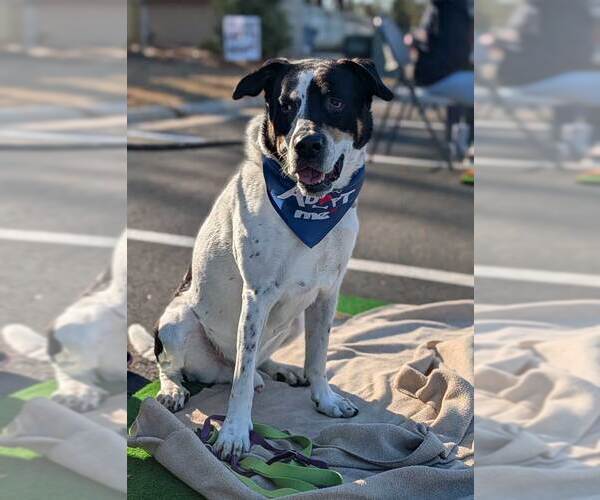 Medium Photo #8 Boxer-Unknown Mix Puppy For Sale in Kennesaw, GA, USA
