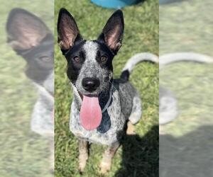 Mutt Dogs for adoption in Sebec, ME, USA