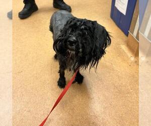 Spanador Dogs for adoption in Martinez, CA, USA