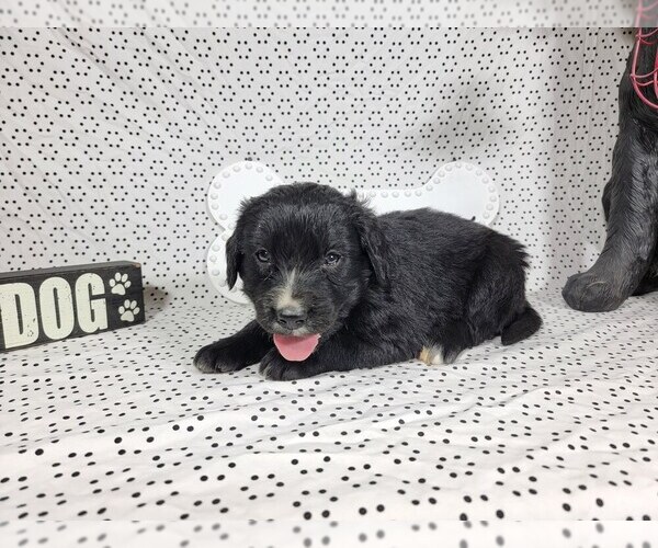 Medium Photo #10 Golden Mountain Dog Puppy For Sale in BLACK FOREST, CO, USA