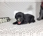 Small Photo #21 Golden Mountain Dog Puppy For Sale in BLACK FOREST, CO, USA