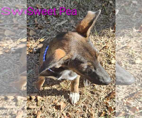 Medium Photo #29 Mutt Puppy For Sale in Wakefield, RI, USA