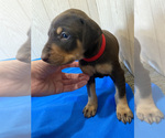 Small Photo #3 Doberman Pinscher Puppy For Sale in SAN DIEGO, CA, USA