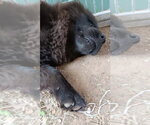 Small #3 Chow Chow Mix