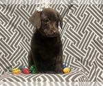 Small Photo #3 Labrador Retriever Puppy For Sale in CEDAR LANE, PA, USA