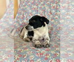 Small #2 Rat Terrier Mix