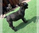 Small Photo #4 English Bulldog-French Bulldog Mix Puppy For Sale in NEW CASTLE, DE, USA
