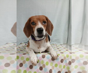 Pixie *Available Soon* - Female Beagle Dog for Adoption - Photo #6
