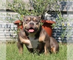 Small Photo #7 American Bully Puppy For Sale in BILLINGS, MO, USA