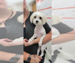 Maltese Dogs for adoption in Lexington Park, MD, USA