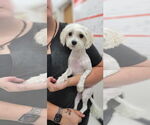 Small Maltese