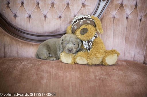 Medium Photo #1 Labrador Retriever Puppy For Sale in MERIDIAN, TX, USA