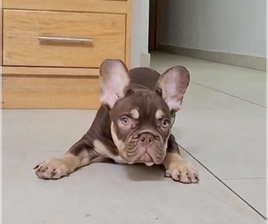 French Bulldog Puppy for sale in DENVER, CO, USA