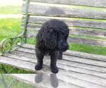 Small Photo #9 Goldendoodle Puppy For Sale in LEON, KS, USA