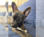 Small #7 French Bulldog-Poodle (Miniature) Mix