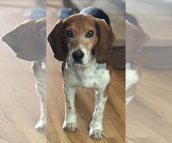 Medium Photo #1 Beagle Puppy For Sale in Alexander, AR, USA