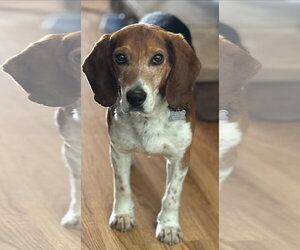 Beagle Dogs for adoption in Alexander, AR, USA