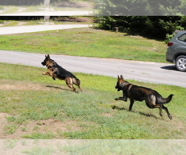 Medium Photo #3 German Shepherd Dog Puppy For Sale in NORTHWOOD, NH, USA