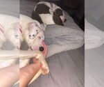 Small #34 Boxer Mix