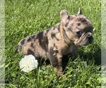 Small #7 Faux Frenchbo Bulldog