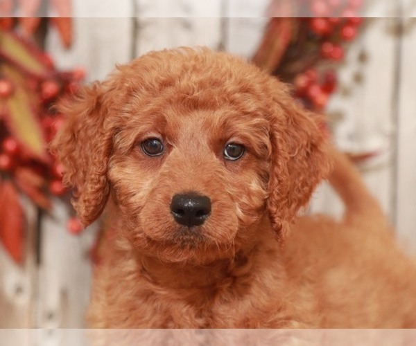 Medium Photo #3 Goldendoodle-Poodle (Miniature) Mix Puppy For Sale in MOUNT VERNON, OH, USA