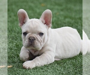 French Bulldog Puppy for sale in LEOLA, PA, USA