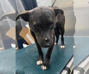 Labrador Retriever-Unknown Mix Dogs for adoption in Mobile, AL, USA