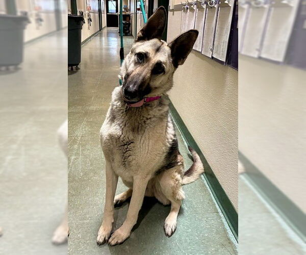 Medium Photo #3 German Shepherd Dog Puppy For Sale in Santa Maria, CA, USA