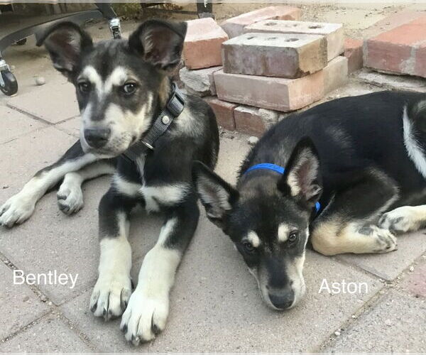 Medium Photo #3 Siberian Husky-Unknown Mix Puppy For Sale in Cedar Crest, NM, USA