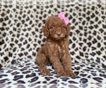 Small #7 Cockapoo (Miniature)