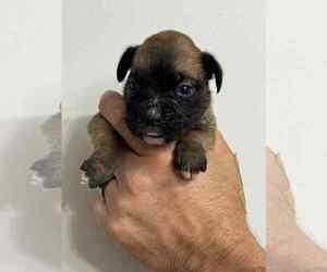 Boxer Puppy for sale in LAURENS, SC, USA