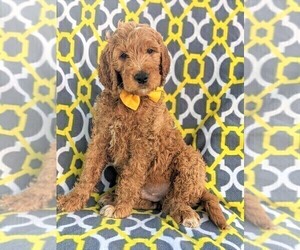 Goldendoodle Puppy for sale in CHRISTIANA, PA, USA