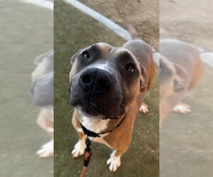 Mutt Dogs for adoption in Las Vegas, NV, USA