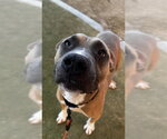 *BRADLEY - Male Mutt Dog for Adoption - Small photo