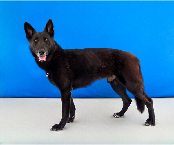 Medium Photo #2 German Shepherd Dog Puppy For Sale in Pasadena, CA, USA