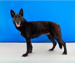 Small #1 German Shepherd Dog