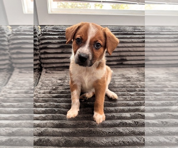 Medium Photo #4 Beagle Puppy For Sale in BONNE TERRE, MO, USA