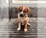 Small #3 Beagle