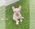 Small Photo #1 French Bulldog Puppy For Sale in CORAL SPRINGS, FL, USA