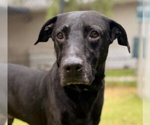 Labrador Retriever Dogs for adoption in Sugar Land, TX, USA
