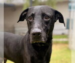 Small Labrador Retriever